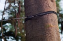 Lightest Straps